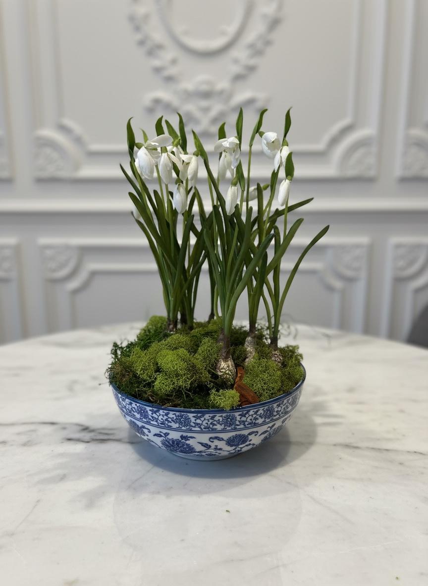 Snowdrop Bulb Arrangement in Blue & White Bowl