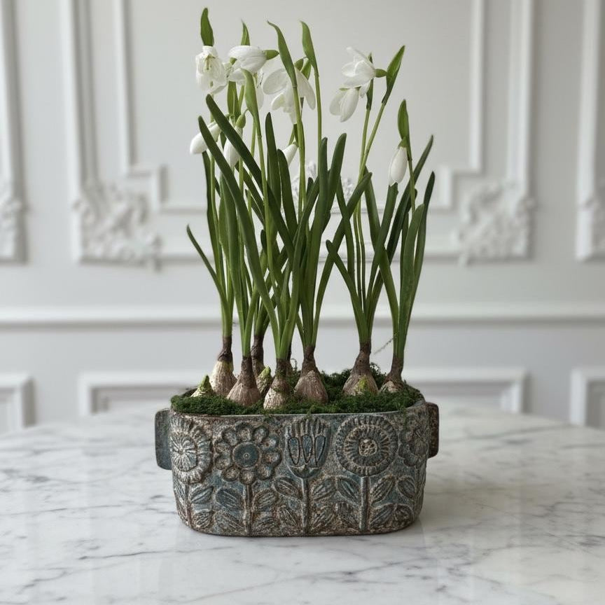 Snowdrop Bulbs in Weathered Planter