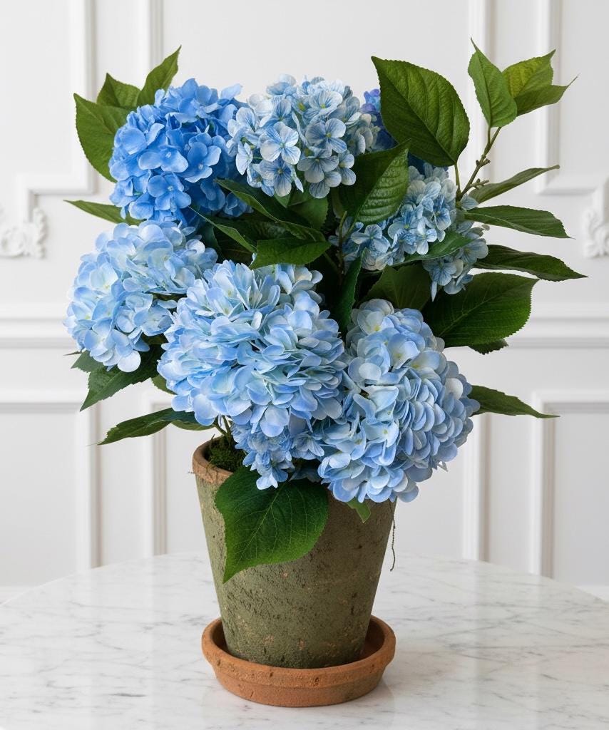 Blue Hydrangea Plant in Terracotta Pot