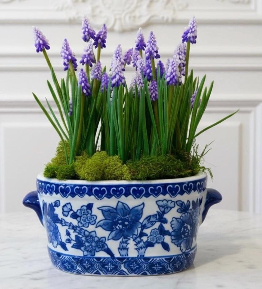 Purple Grape Hyacinths in Blue & White Planter