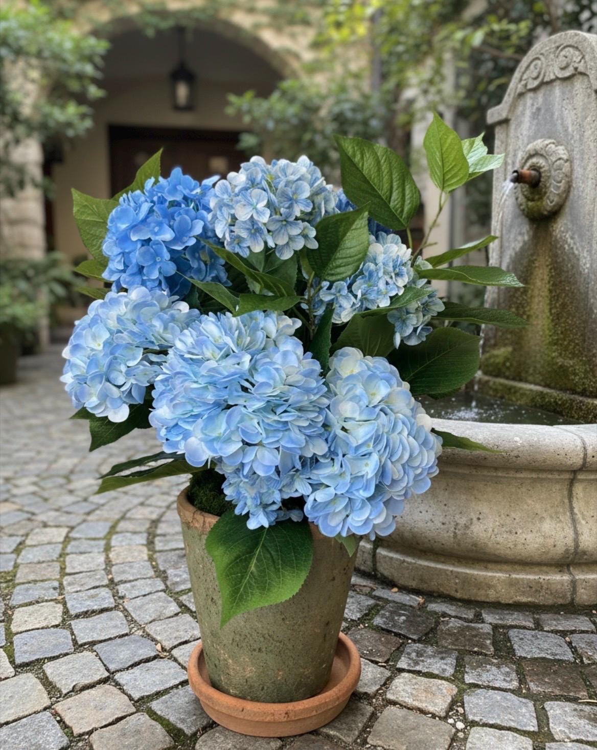 Blue Hydrangea Plant in Terracotta Pot