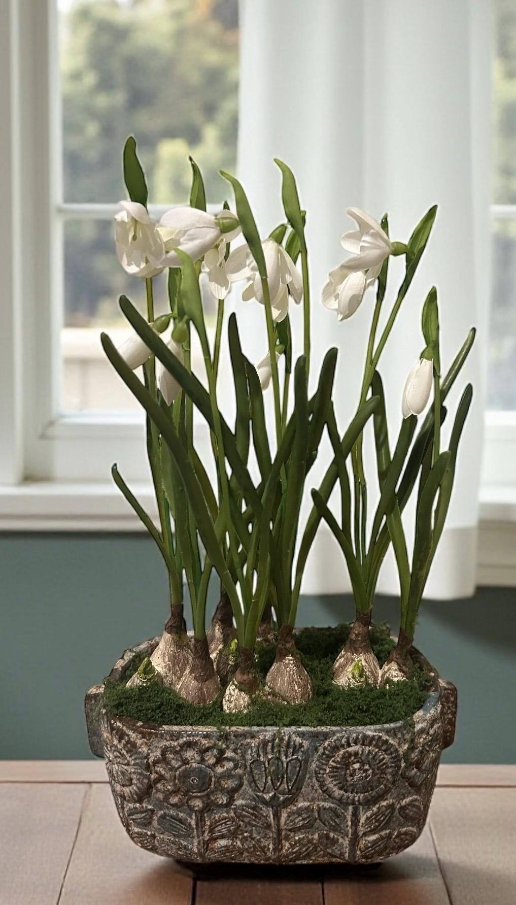 Snowdrop Bulbs in Weathered Planter