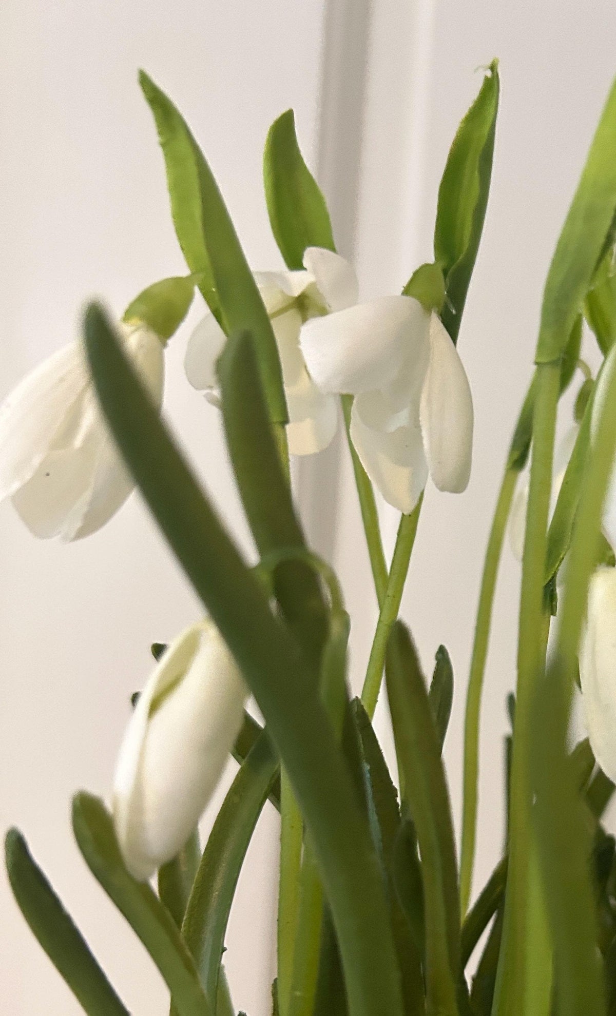 Snowdrop Bulb Arrangement in Blue & White Bowl