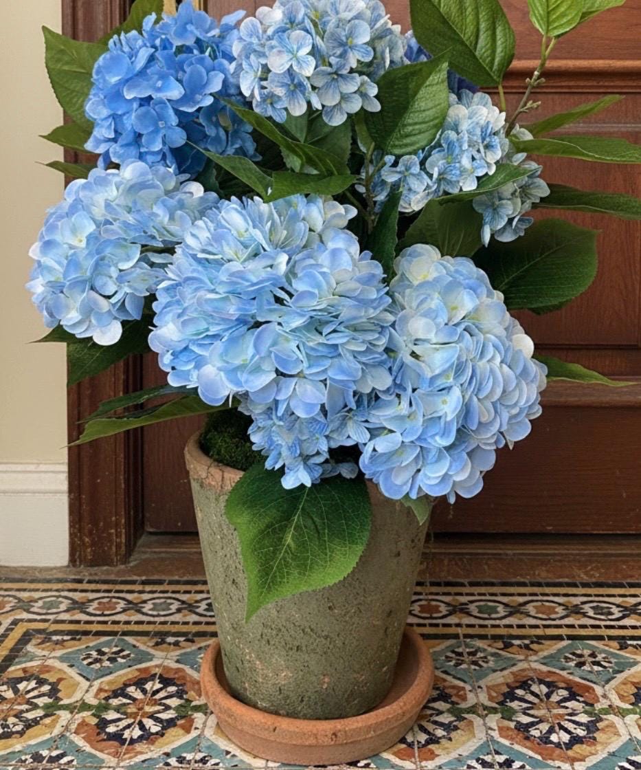 Blue Hydrangea Plant in Terracotta Pot