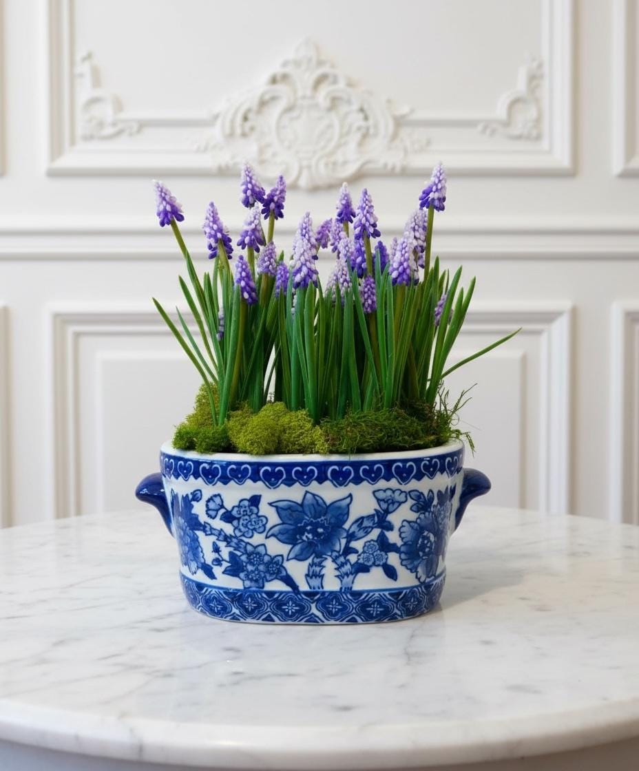 Purple Grape Hyacinths in Blue & White Planter