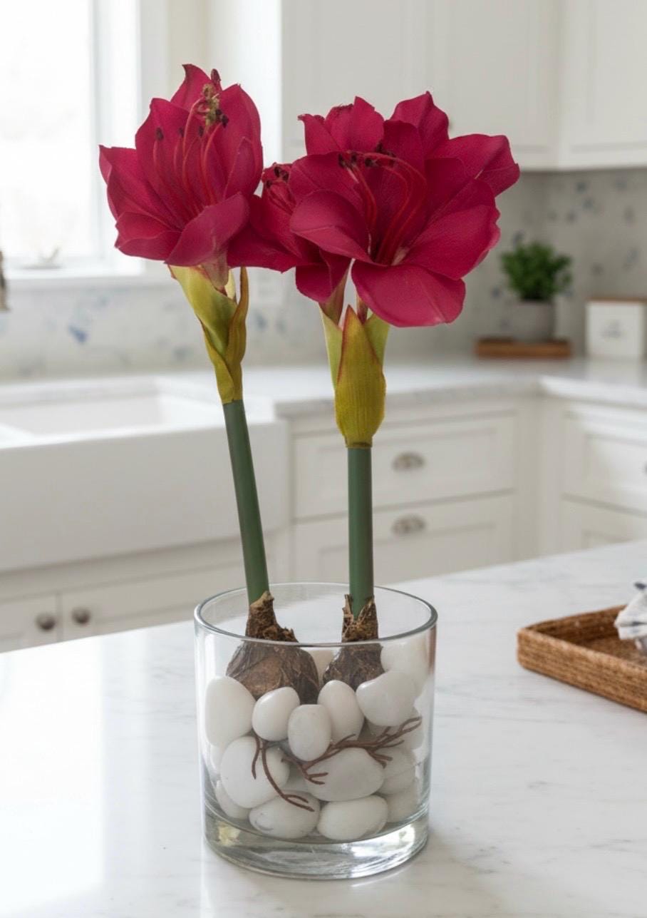 Amaryllis Bulb Arrangement with Stones