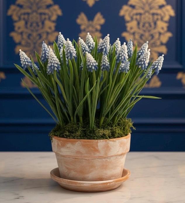 Purple & Blue Grape Hyacinth Bulbs in Clay Pot