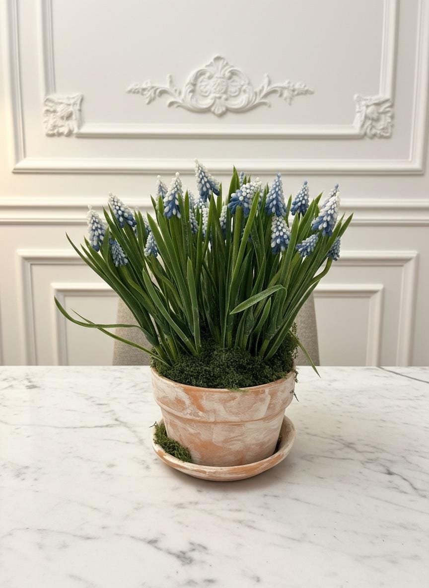 Purple & Blue Grape Hyacinth Bulbs in Clay Pot