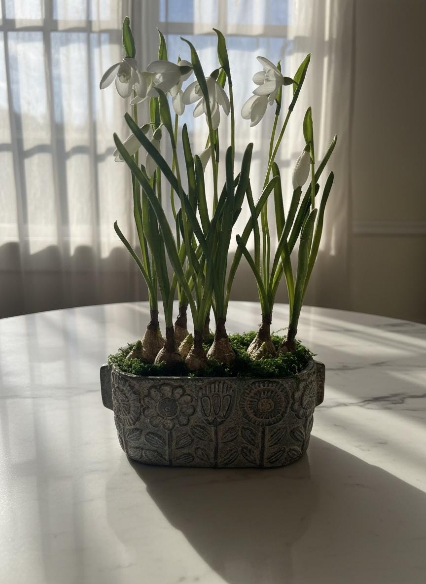 Snowdrop Bulbs in Weathered Planter