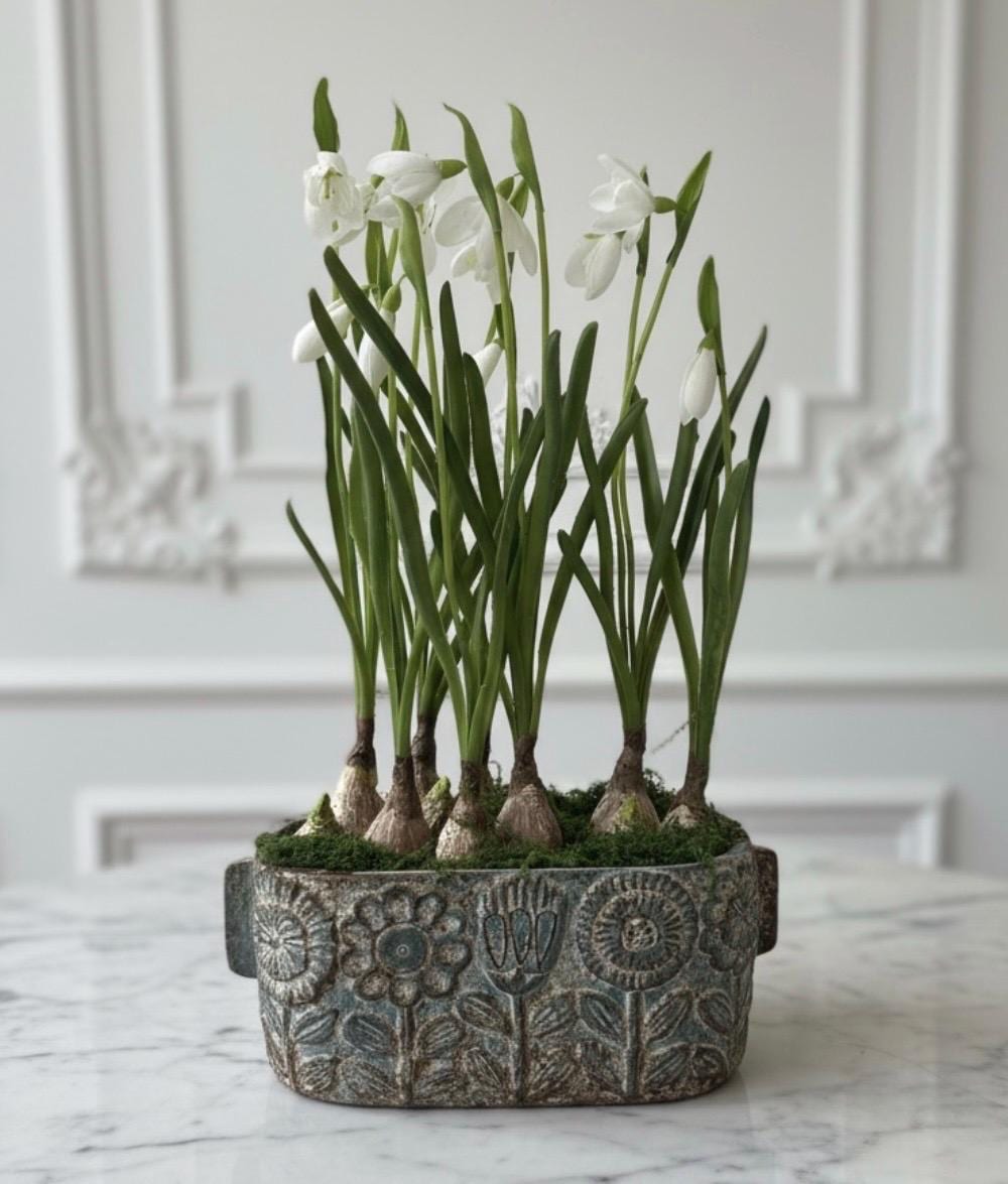 Snowdrop Bulbs in Weathered Planter