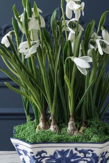 Faux Snowdrop Bulbs in Blue & White Chinoiserie Planter