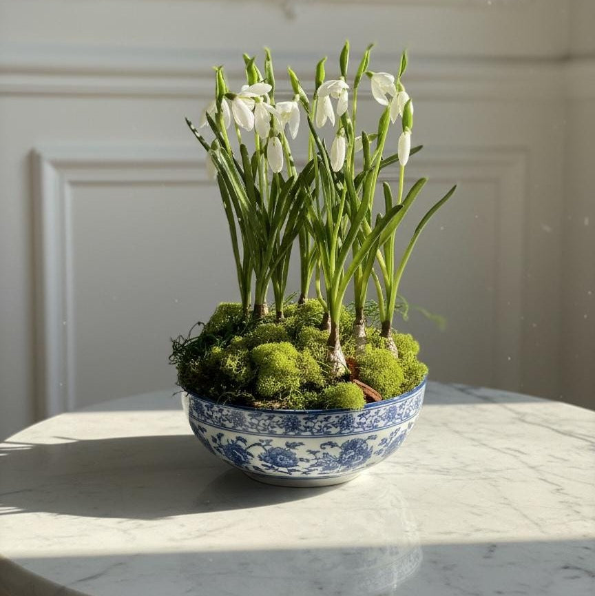Snowdrop Bulb Arrangement in Blue & White Bowl